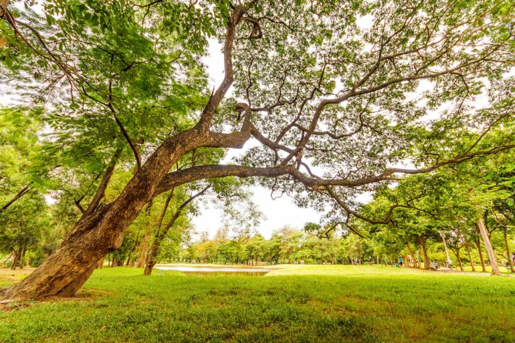 Photo d'un arbre dans un parc au festival Jardins Parallèles à Bordeaux.